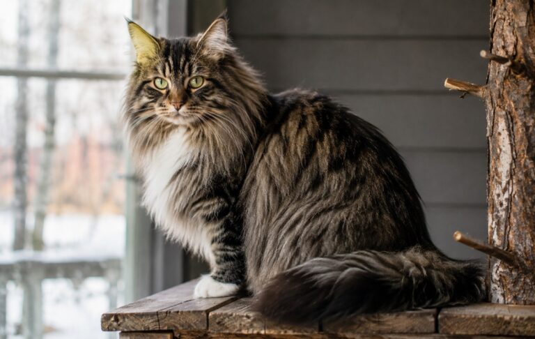Норвежская лесная кошка с густой шерстью