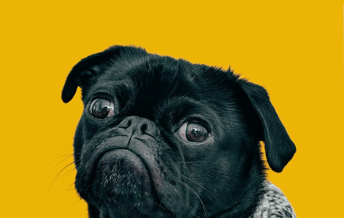 Мопс